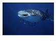 Whale Shark, With Fish, W. Australia by Gerard Soury Limited Edition Print