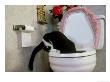 Tuxedo Cat Drinking From Toilet by Alan And Sandy Carey Limited Edition Print