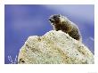 Yellow-Bellied Marmot, Calling An Alarm From Rock To Others In Colony, Usa by Mark Hamblin Limited Edition Print