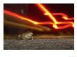 Common Toad, Male On Road, Scotland by Mark Hamblin Limited Edition Pricing Art Print