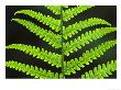 Male Fern, Close-Up Of Underside Of Frond, Uk by Mark Hamblin Limited Edition Print