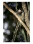 Black Tufted-Eared Marmoset, Poco Das Antas Reserve, Brazil by Mark Jones Limited Edition Print