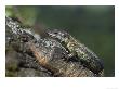 Common Lizard, Close-Up Of Male, Uk by Mark Hamblin Limited Edition Print