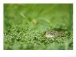 Common Frog, Submerged In Pond Weed, Sussex, Uk by Elliott Neep Limited Edition Print