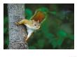 Red Squirrel On Tree Trunk, Usa by David Boag Limited Edition Print