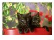 Black Kittens, Pair by Alan And Sandy Carey Limited Edition Pricing Art Print