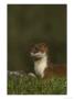 Stoatmustela Ermineaclose-Up Portraituk by Mark Hamblin Limited Edition Print