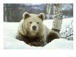 European Brown Bear, Ursus Arctos Male Sat On Snow Norway by Mark Hamblin Limited Edition Print
