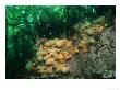 Dead Mens Fingers, Soft Corals On Reef, Ireland by Paul Kay Limited Edition Print