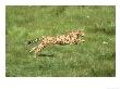Cheetah, Acinonyx Jubatus (Endangered) Running by Brian Kenney Limited Edition Pricing Art Print