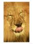 African Lion by Brian Kenney Limited Edition Pricing Art Print
