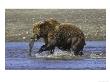 Grizzly Bear, Adult Female With Salmon, Alaska by Mark Hamblin Limited Edition Print