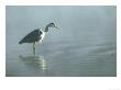 Grey Heron, Ardea Cinerea In Water Fishing by Mark Hamblin Limited Edition Print