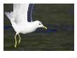 Common Gull, Close-Up Of Adult In Flight, Norway by Mark Hamblin Limited Edition Print