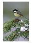 Coal Tit, Perched On Pine Branch In Winter, Uk by Mark Hamblin Limited Edition Print