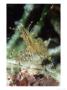 Dock Shrimp, Feeding On Herring Roe, Bc, Canada by Rodger Jackman Limited Edition Print