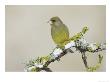Greenfinch, Adult Male Perching, Scotland by Mark Hamblin Limited Edition Pricing Art Print