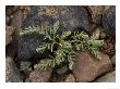 Annual Sea-Blite On Rocky Coast, Salt-Tolerant Plant by Bob Gibbons Limited Edition Print