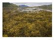 Wig-Wrack, Beds In Sheltered Sea-Loch, With Other Wracks, Low Tide by Bob Gibbons Limited Edition Print