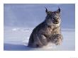 Canada Lynxlynx Canadensisrunning Through Snow by Daniel Cox Limited Edition Print