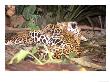 Jaguars, Pair Courting, Brazil by Nick Gordon Limited Edition Print