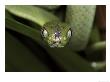 Green Cat-Eyed Snake, Boiga Cyanea by Brian Kenney Limited Edition Print