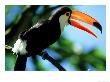 Toco Toucan, Iguacu National Park, Brazil by Berndt Fischer Limited Edition Pricing Art Print