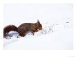Red Squirrel, Digging In Snow, Lancashire, Uk by Elliott Neep Limited Edition Print