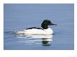 Goosander, Male On Water, Lake Geneva, Switzerland by Elliott Neep Limited Edition Print