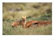 Culpeo Fox, Shy, Colca Canyon, South East Peru by Mark Jones Limited Edition Pricing Art Print