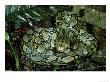 Reticulated Python, Python Reticulatus by Alastair Shay Limited Edition Print