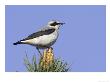 Wheatear, Male Perched On Young Pine Tree, Scotland by Mark Hamblin Limited Edition Print