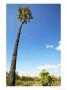 Lala Palm, Northern Tuli Game Reserve, Botswana by Roger De La Harpe Limited Edition Print