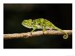 Flap-Necked Chameleon, Jozani Forest, Zanzibar by Ariadne Van Zandbergen Limited Edition Pricing Art Print