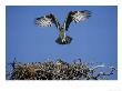 Osprey, Nestlings First Flight, Florida by Brian Kenney Limited Edition Print