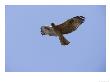 Crested Serpent Eagle, Eagle In Flight Against Blue Sky, Madhya Pradesh, India by Elliott Neep Limited Edition Pricing Art Print