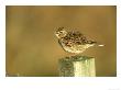 Skylark, Alauda Arvensis Singing From Fence Post South Uist, Scotland by Mark Hamblin Limited Edition Print