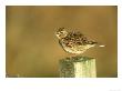Skylark, Alauda Arvensis Singing From Fence Post South Uist, Scotland by Mark Hamblin Limited Edition Print