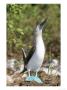 Blue Footed Booby, Male, Galapagos by Mark Jones Limited Edition Print