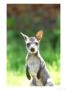 Red-Necked Wallaby, Young, Uk by Les Stocker Limited Edition Pricing Art Print