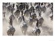 Burchells Zebra, Group Running In Dust, Botswana by Mike Powles Limited Edition Print