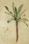 Tropical Banana Palm by Fabrice De Villeneuve Limited Edition Print