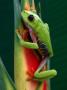 Red-Eyed Tree Frog (Agalychnis Callidryas), Costa Rica by Alfredo Maiquez Limited Edition Pricing Art Print