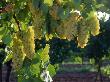 Detail Of Chardonnay Grape On The Vine, Hunter Valley, New South Wales, Australia by Oliver Strewe Limited Edition Print
