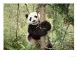 Panda Cub Playing On Tree, Wolong, Sichuan, China by Keren Su Limited Edition Print