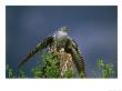 Cuckoo, Wings Outstretched, Scotland by Mark Hamblin Limited Edition Print