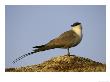 Long-Tailed Skua, Adult Standing, Sweden by Mark Hamblin Limited Edition Print