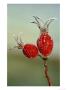 Dog Rose Hips, Rosa Canina, Coated In Frost, November Highlands, Scotland by Mark Hamblin Limited Edition Print