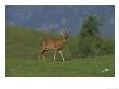 Roe Deer Calling On Open Hillside, Speyside by Mark Hamblin Limited Edition Print