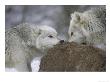 Wolf, Pair Feeding On Red Deer Carcass, Scotland by Mark Hamblin Limited Edition Print